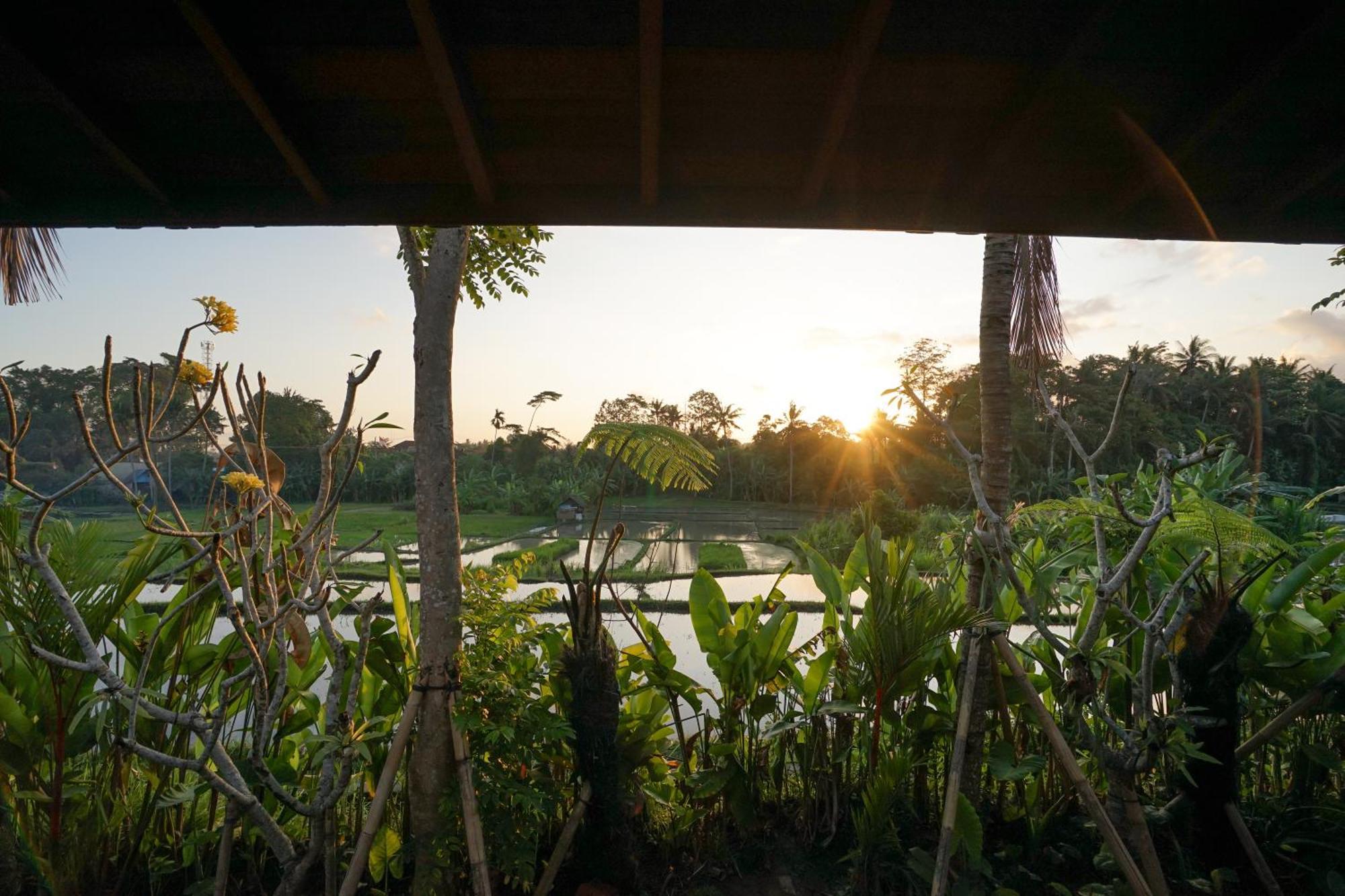 Wooden Deluxe Family With Rice Field View