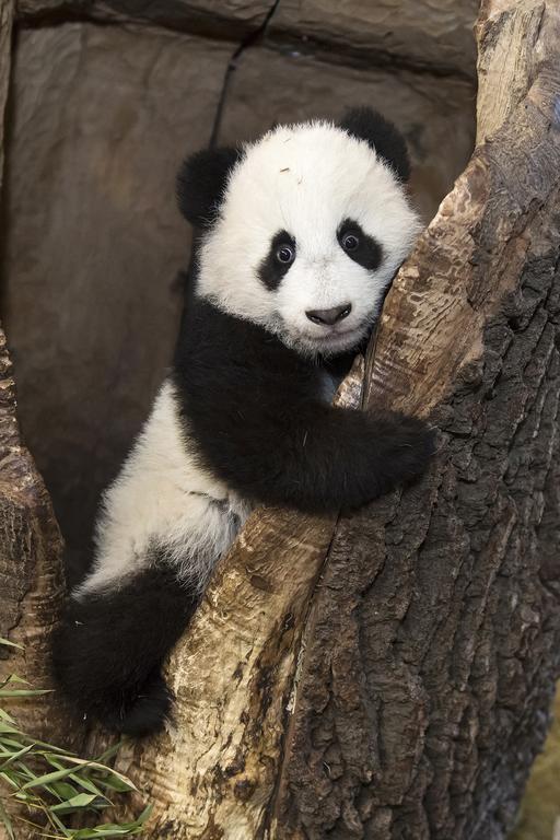 Special Offer - Family Room with Zoo Ticket (2 Adults + 1 Child )