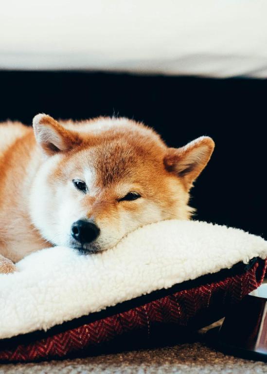 Deluxe King Studio,1212648988:JPEG