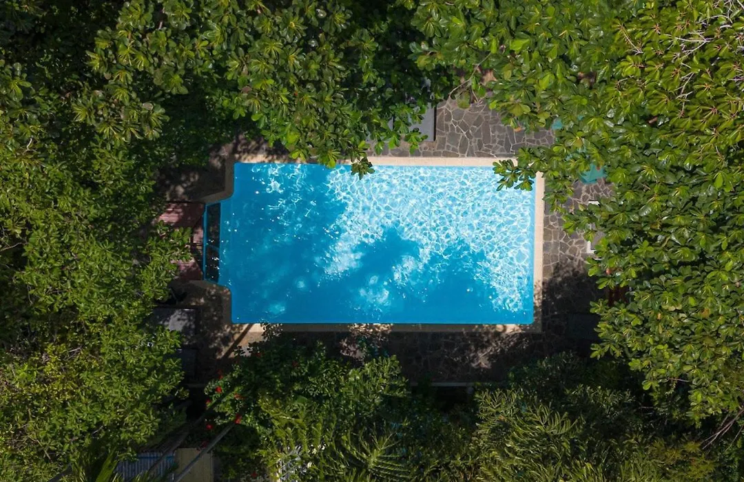 Jungle Addition-1