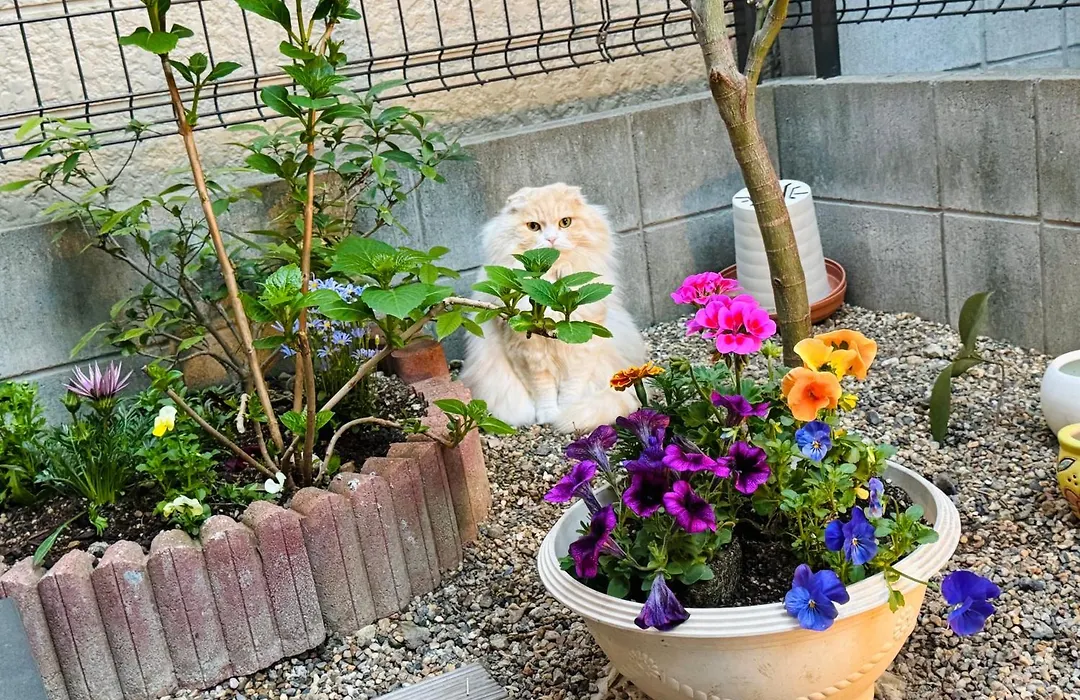 遥華-Haruka House-1
