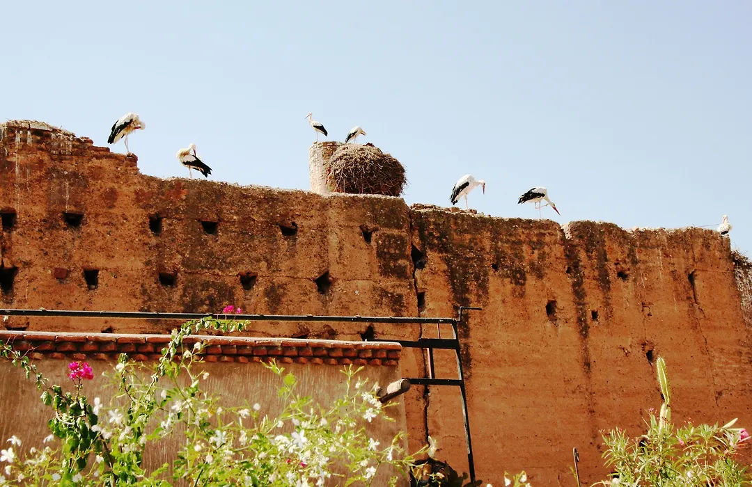 Riad Carina-1