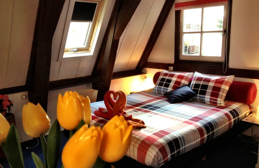 Tulip Of Amsterdam-1