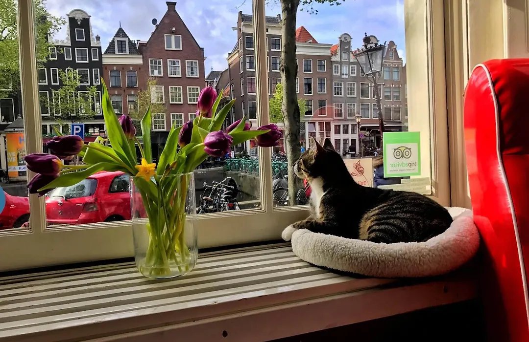 Tulip Of Amsterdam-1