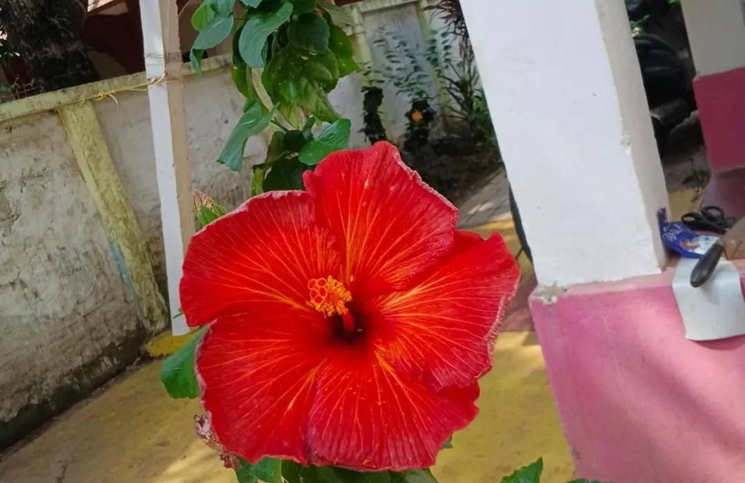 Johnson'S Homestay With Pool & Ecohouseboat Near Town Beach-1