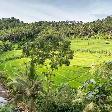 Kaura Bali-2