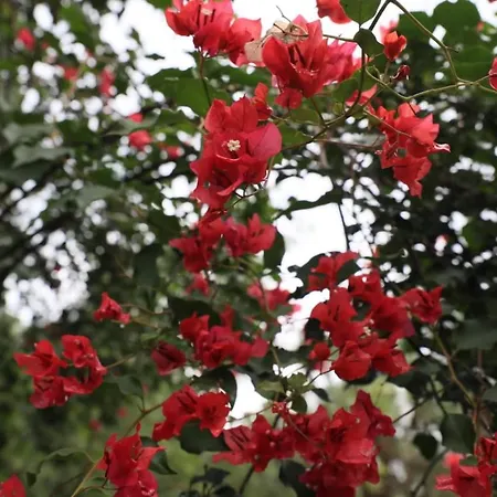 7 Pines Kasauli-2
