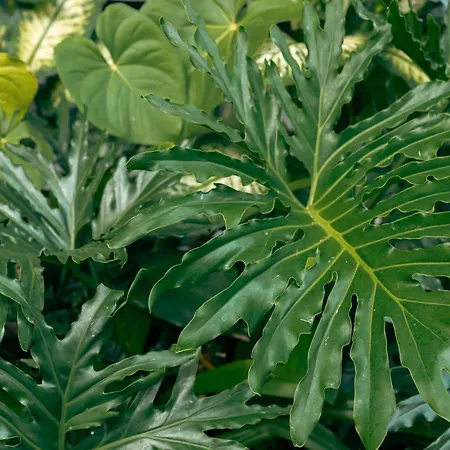 Lumeria Yoga-3
