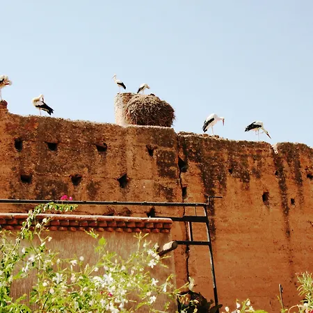 Riad Carina-2