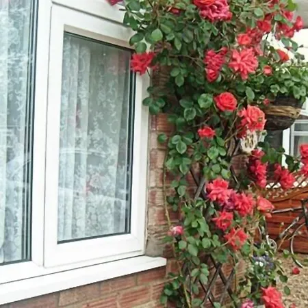 Rosa'S Bed And Breakfast-3