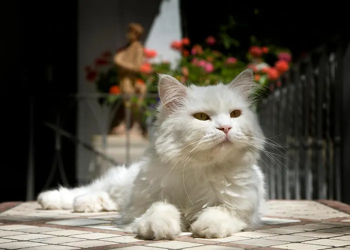 Albergo Gatto Bianco Capri
